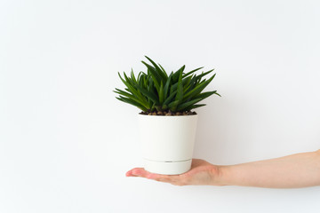 Cactus on girl's hand on white wall background