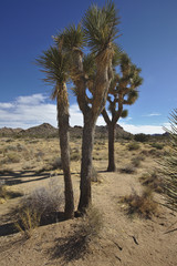 Fototapeta premium Joshua Tree National Park