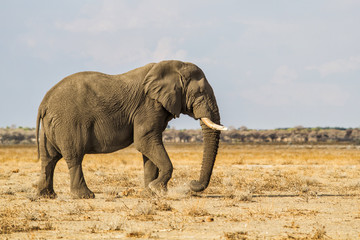 Big elephant bull standing on the dry savanna in Etosha National Park in Namibia