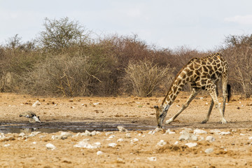Fototapeta na wymiar Male giraffe and kori bustard both drinking in a waterhole in Etosha National Park in Namibia