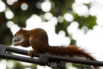 squirrel on tree
