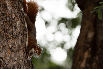 Fototapeta premium squirrel on tree