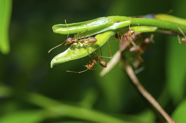 Ants are hanging on branches.