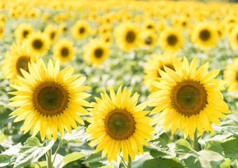 Sunflower Field High Key