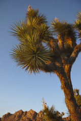 Joshua Tree National Park