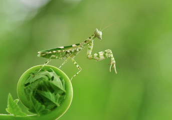 Praying Mantis