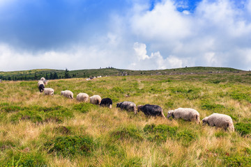 row of sheeps on the pasture