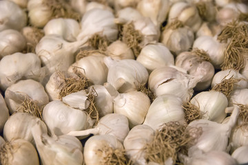 White garlic pile texture. Fresh garlic, closeup photo. Pile of white garlic heads. White garlic head heap