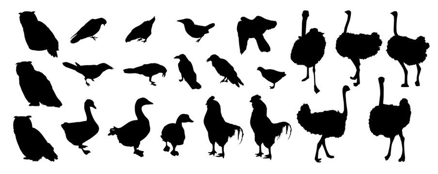Vector set of birds silhouettes