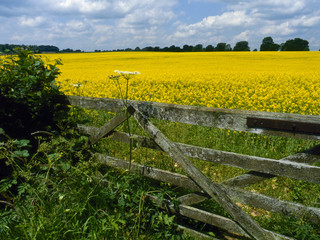 Fototapeta premium Oil-seed rape field, Cotswolds, UK