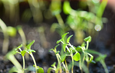 Young shoots of lemon balm on the sill of the apartment. Watering of young plants. Melissa officinalis.