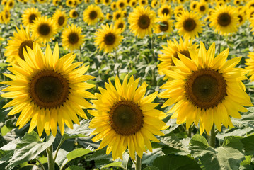 Fototapeta premium Sunflower Field