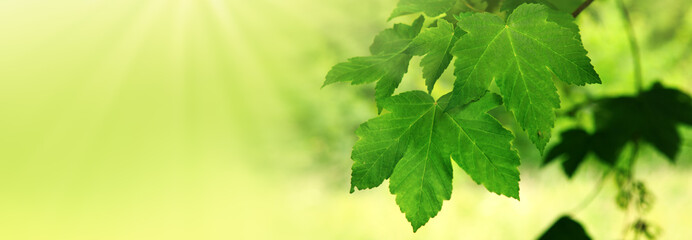 Fototapeta na wymiar Green maple leaves and sunlight.