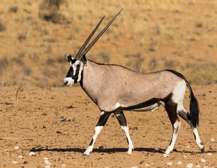 One gemsbok bull walking from right to left in the red sand dunes of the Kgalagadi Transfrontier Park in South Africa. Battle scars are visible on its skin