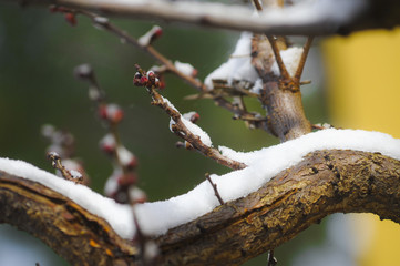snow on blooming tree