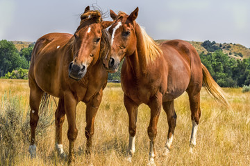 Two Friendly Horses