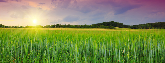 Fototapeta na wymiar Sunset on green barley field .