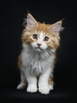 Red tabby high white Maine Coon cat / kitten walking towards the camera looking curious isolated on black background.