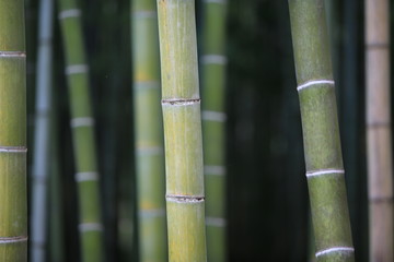 bamboo forest in japan garden