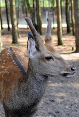 Damhirsch, Tierporträt