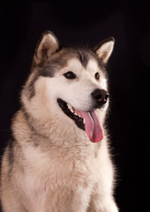 portrait of a dog breed Alaskan Malamute on a black background