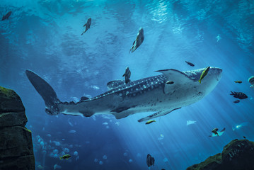 Whale Shark