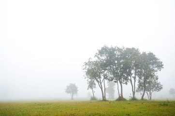 Fototapeta premium Trees in the mist on the meadow