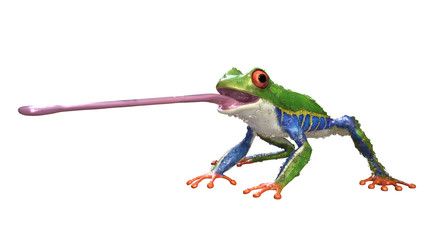 3d Illustration Red-Eyed Amazon Tree Frog (Agalychnis Callidryas),A tropical rain forest animal with vibrant eye isolated on a white background. 3d rendering.