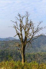 alone tree on
