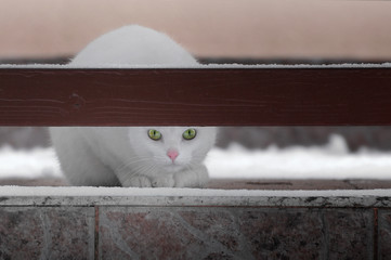 Biały kot z zielonymi oczami siedzący na tarasie, zima - obrazy, fototapety, plakaty