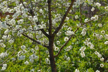Fototapeta na wymiar Spring Tree Flowering