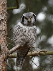 Northern hawk-owl (Surnia ulula)