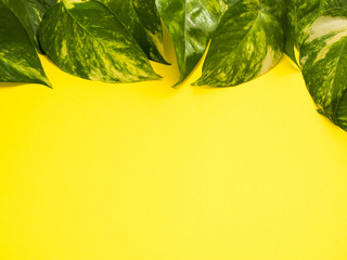 Fototapeta na wymiar Frame of fresh green leaves on a yellow background. Copy space