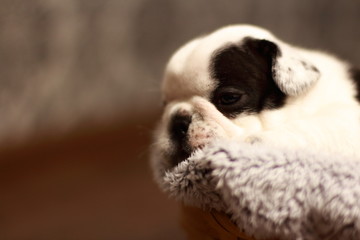 bulldog, French bulldog, puppy, black, white, beauty, dog, animal