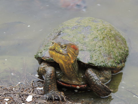 tartaruga