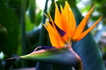 Bird of paradise