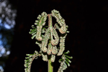 young leaf of a fern