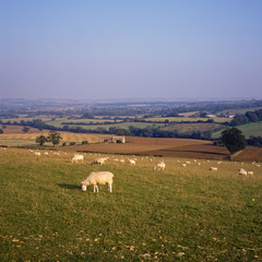 Obraz premium England, Gloucestershire, sheep in the Cotswold landscape