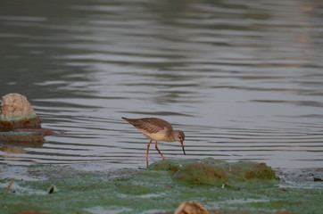 Sandpiper