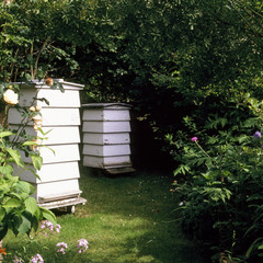 Beehives in the corner of a garden