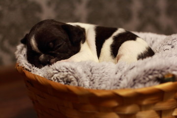 bulldog, French bulldog, puppy, black, white, beauty, dog, animal