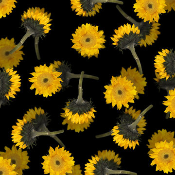 Beautiful floral background with sunflower 