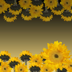 Beautiful floral background with sunflower 