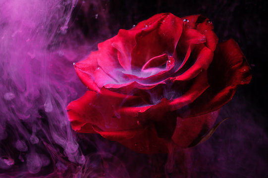 Smoke and a beautiful rose.