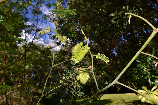 Paraserianthes lophantha