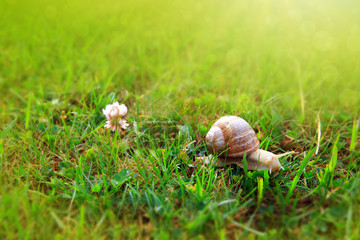 The snail crawls along the flower.