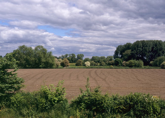 Fototapeta na wymiar A field prepared for sowing