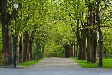 PArk with line of trees