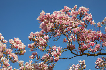 beautiful magnolia trees in full blossom with pink and white flowers, springtime park background