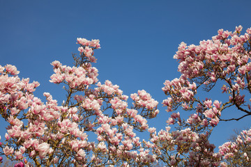 beautiful magnolia trees in full blossom with pink and white flowers, springtime park background